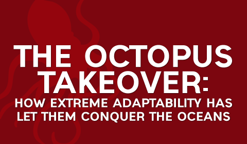 The Octopus Takeover: How Extreme Adaptability Has Let Them Conquer the Oceans