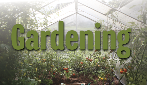 Gardening banner with a greenhouse in the background and tomato plants